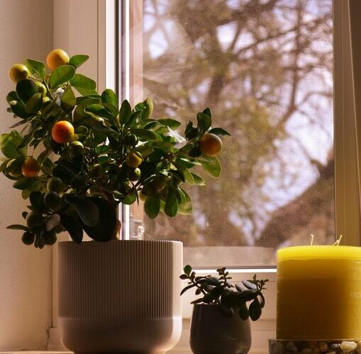 How to Refresh Your Home with Plants: Easy Tips for a Greener Space